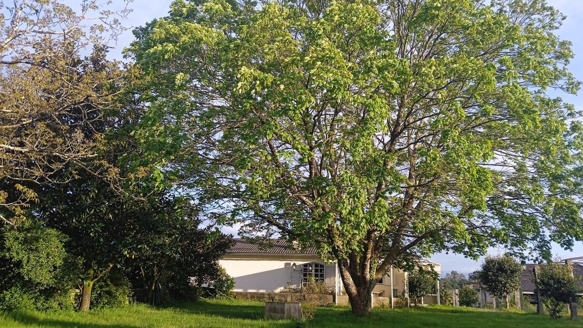 La Maison D'Abelleira Ponteareas Exteriör bild